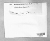 Arthonia spadicea image